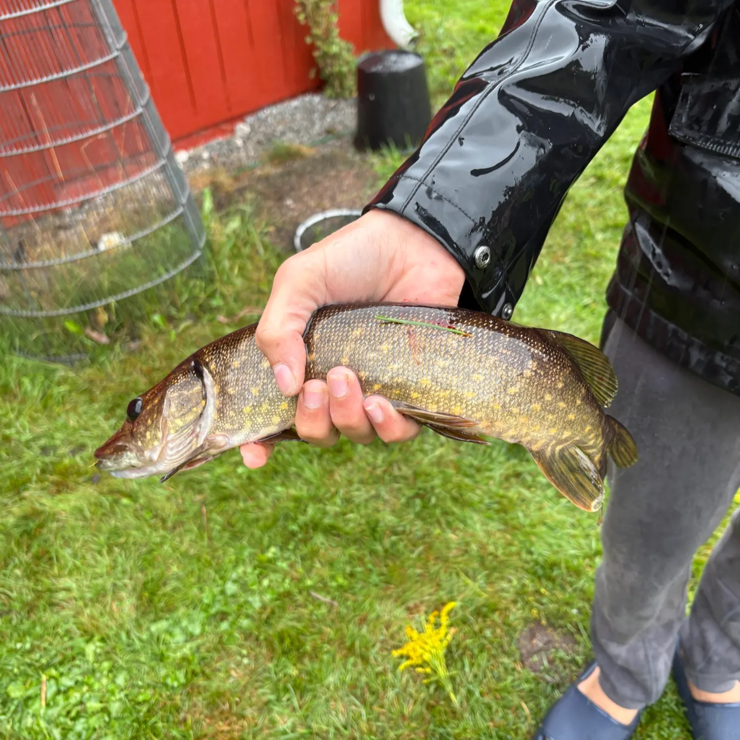 Northern pike caught on Fishbrain