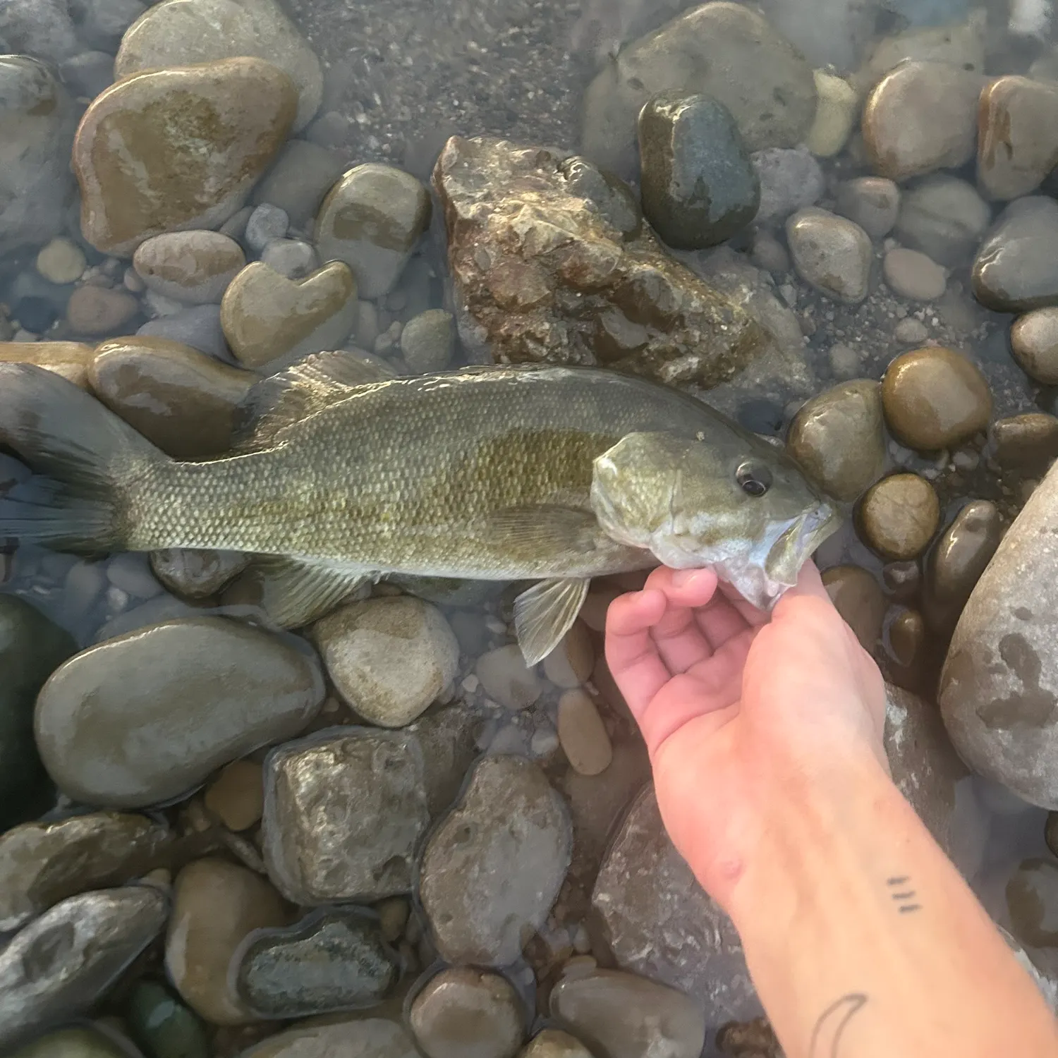 Smallmouth bass caught on Fishbrain