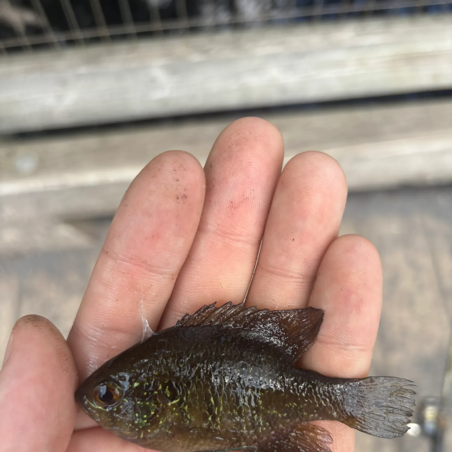 The most recent Banded sunfish catches on Fishbrain