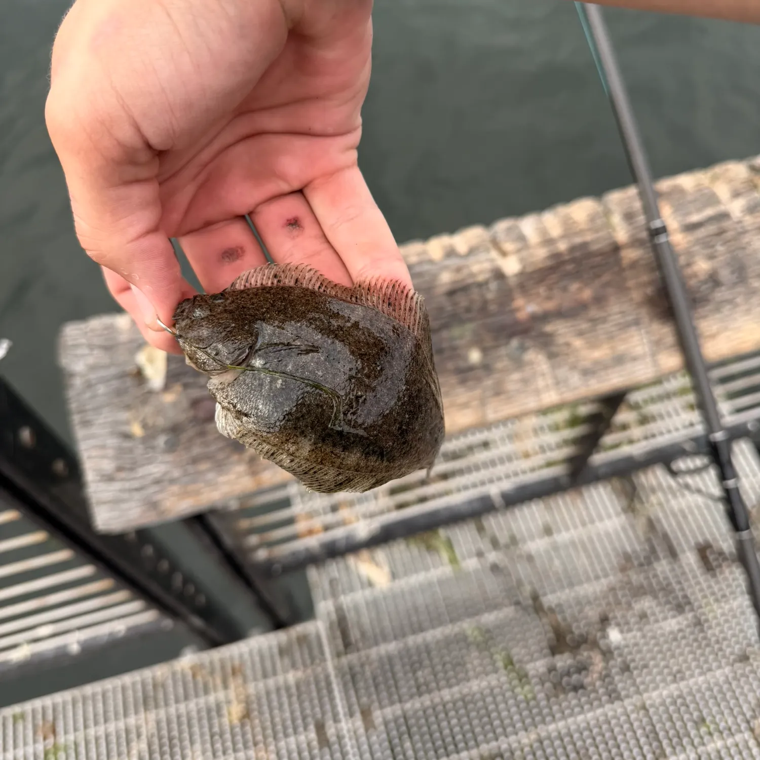Starry flounder caught on Fishbrain