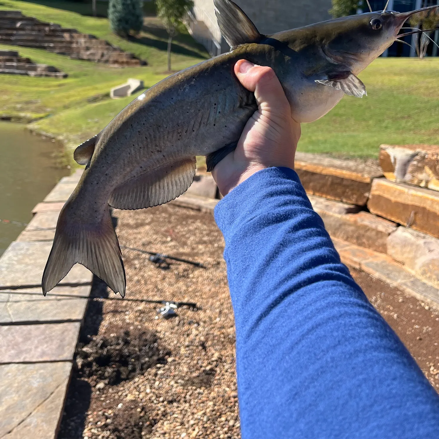 Channel catfish caught on Fishbrain