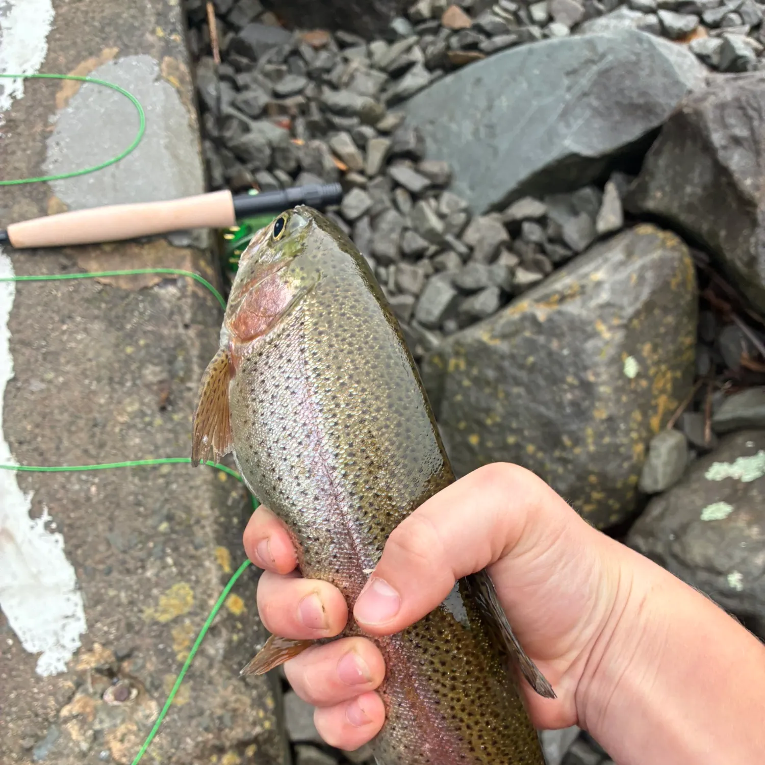 Rainbow trout caught on Fishbrain