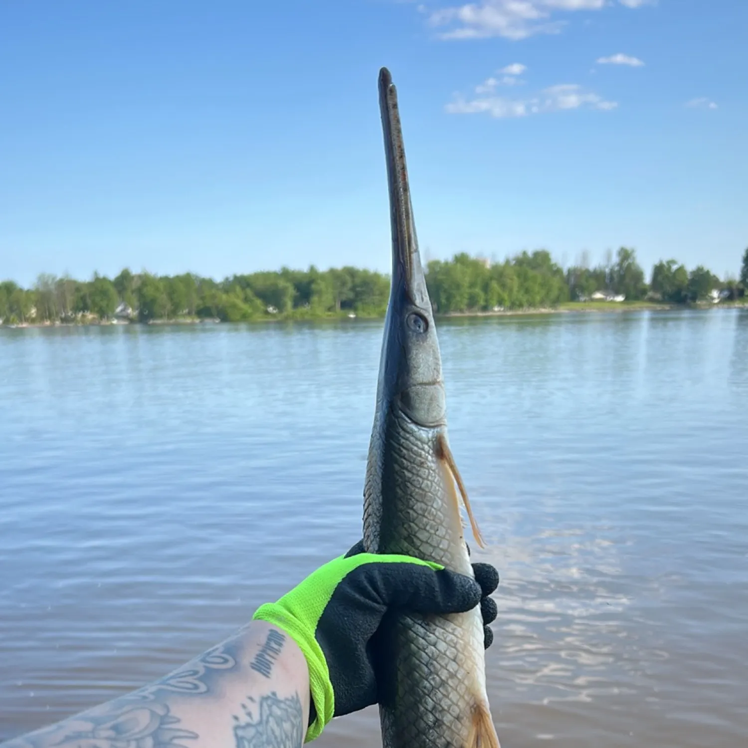 Longnose gar caught on Fishbrain