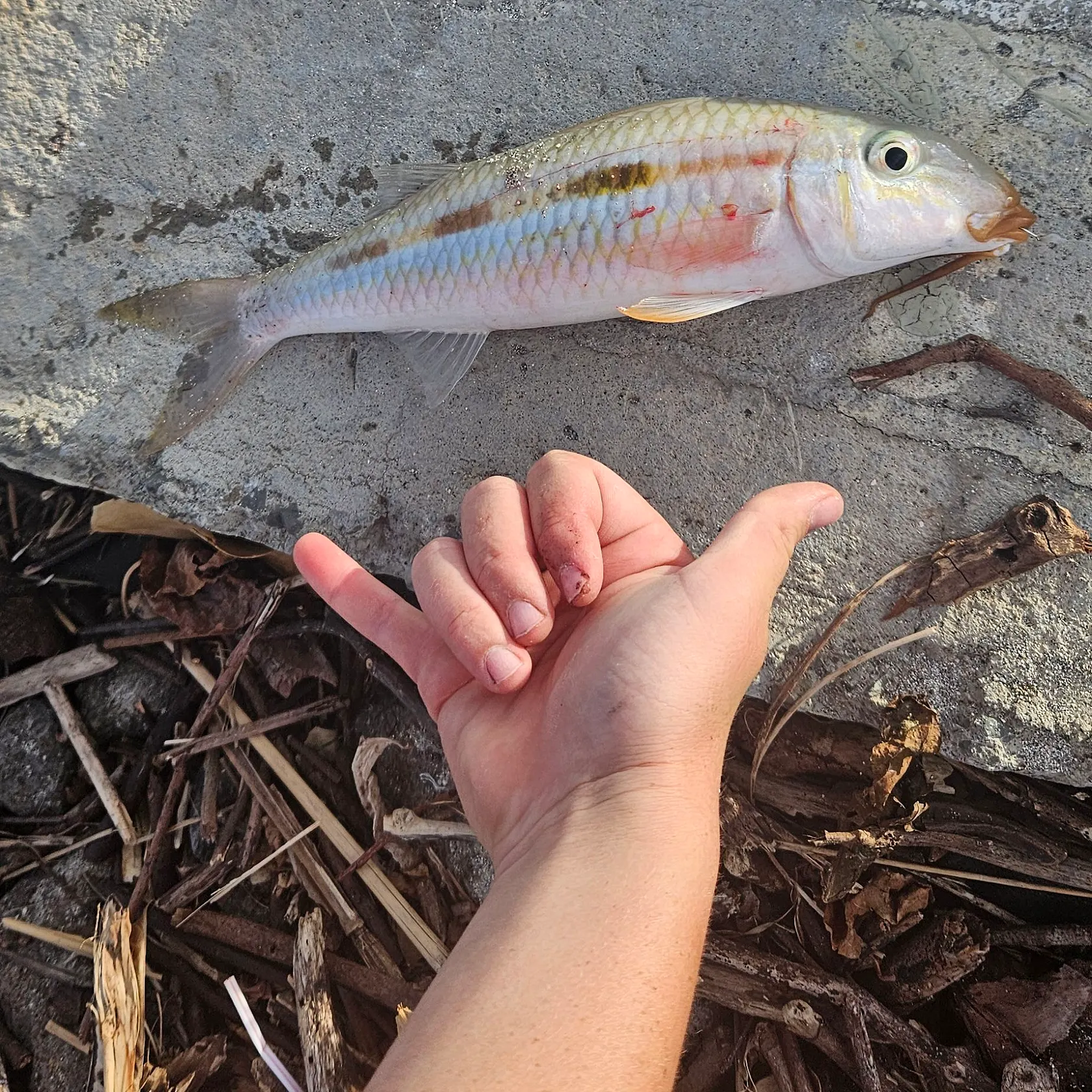 The most recent Sidespot goatfish catches on Fishbrain