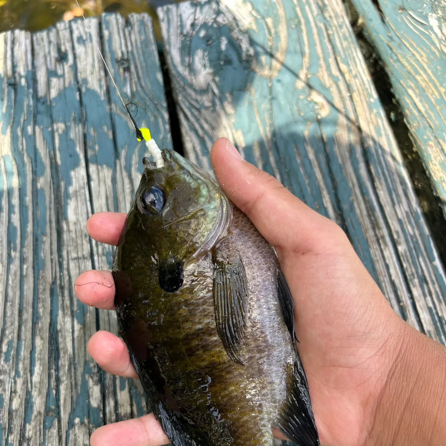 Bluegill caught on Fishbrain