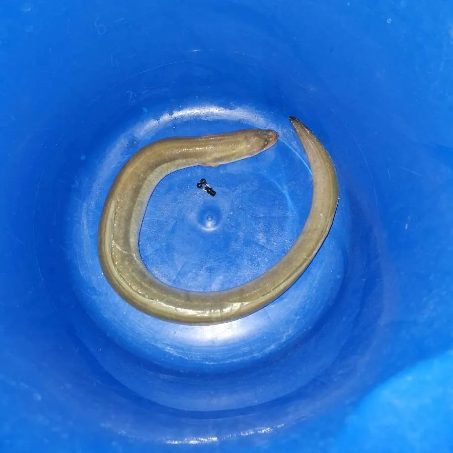 European eel caught on Fishbrain
