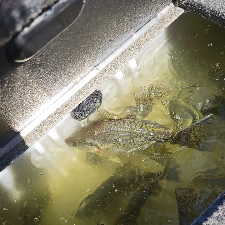 Black crappie caught on Fishbrain