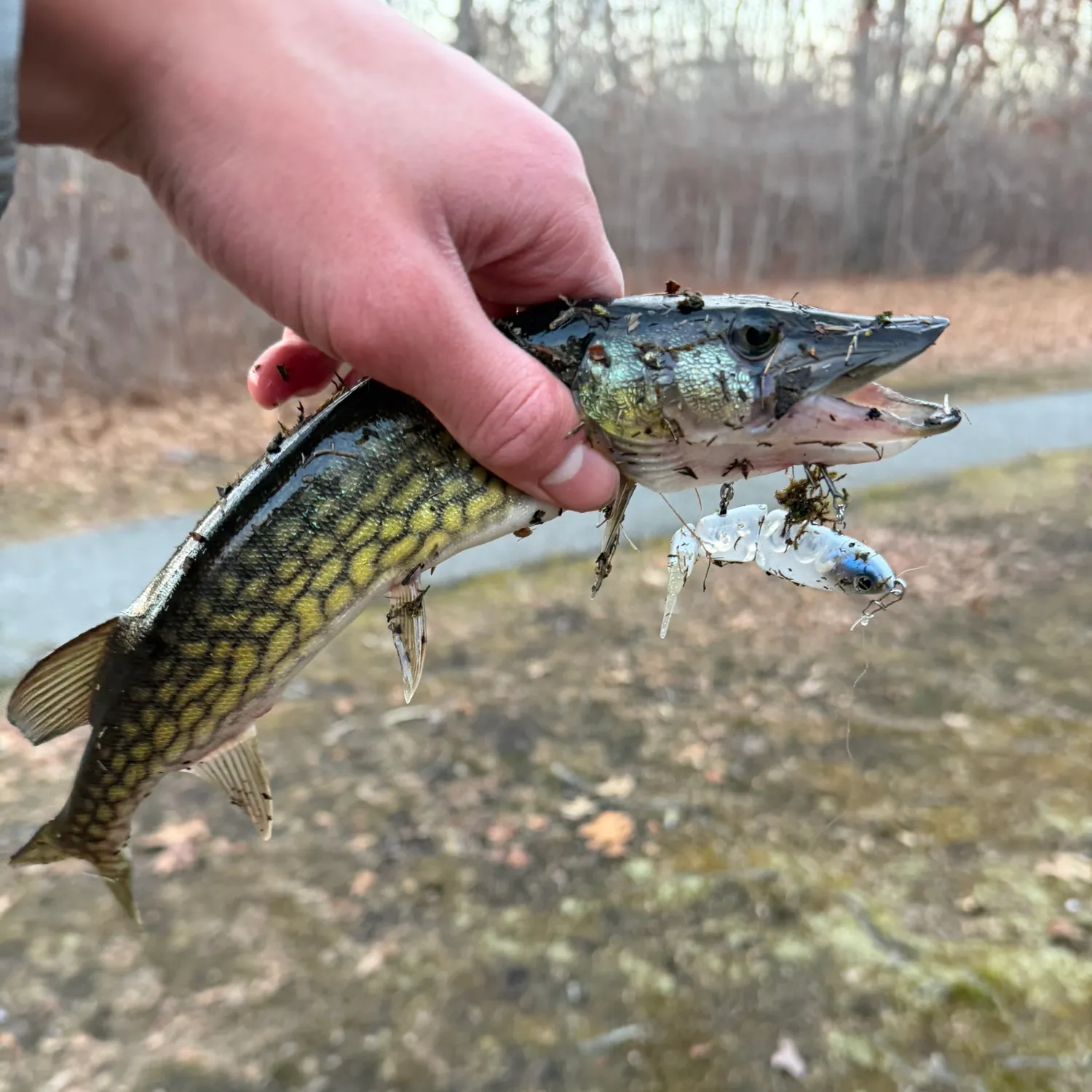 The most recent Chain pickerel catches on Fishbrain