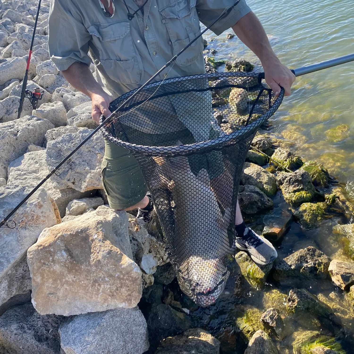 The most recent Smallmouth x black buffalo catches on Fishbrain