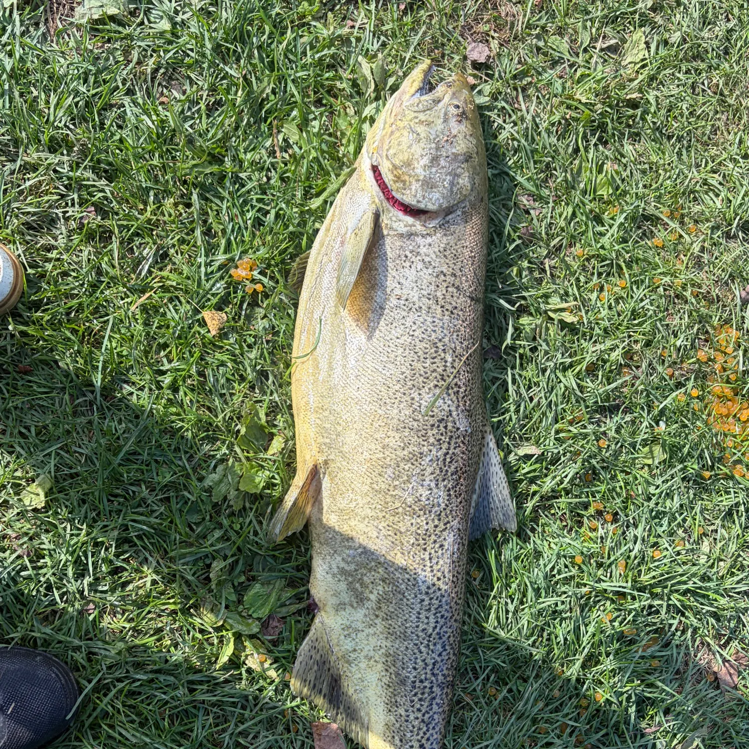 Chinook salmon caught on Fishbrain