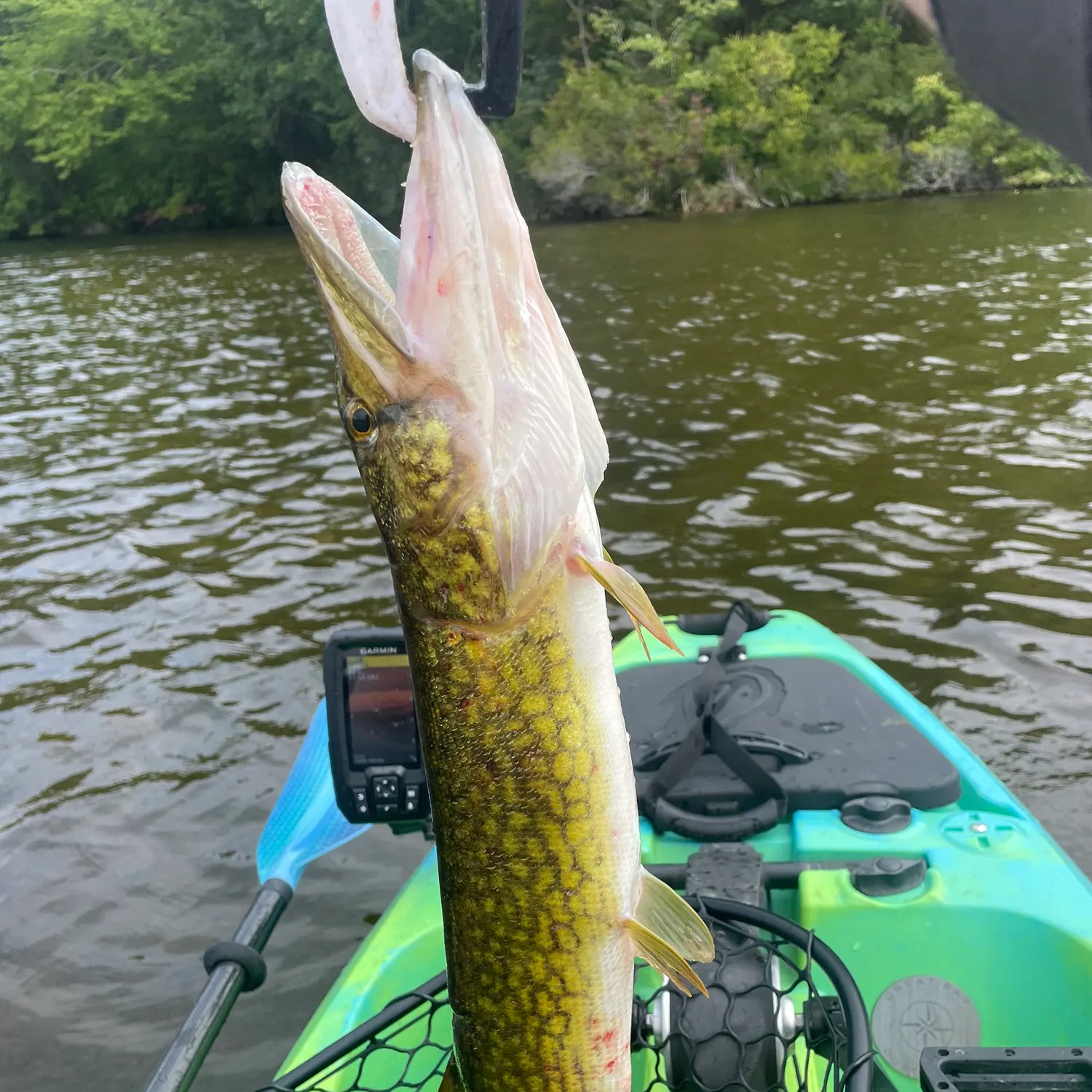 Chain pickerel caught on Fishbrain