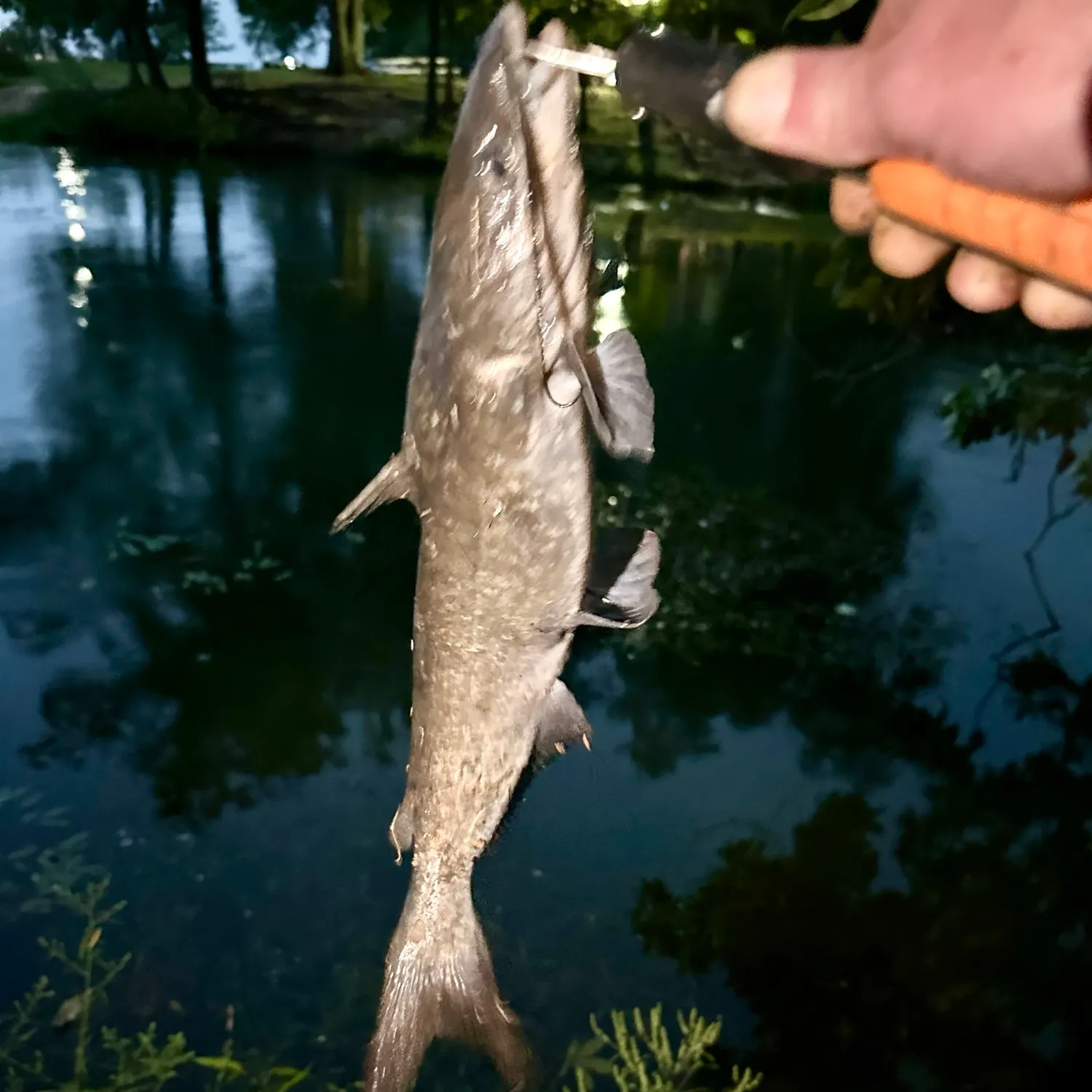Channel catfish caught on Fishbrain