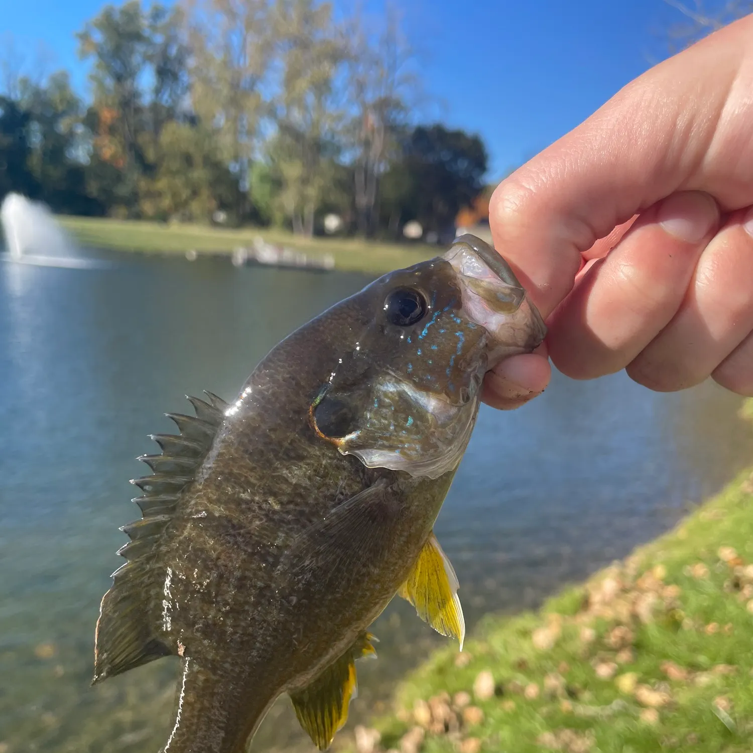Green sunfish caught on Fishbrain