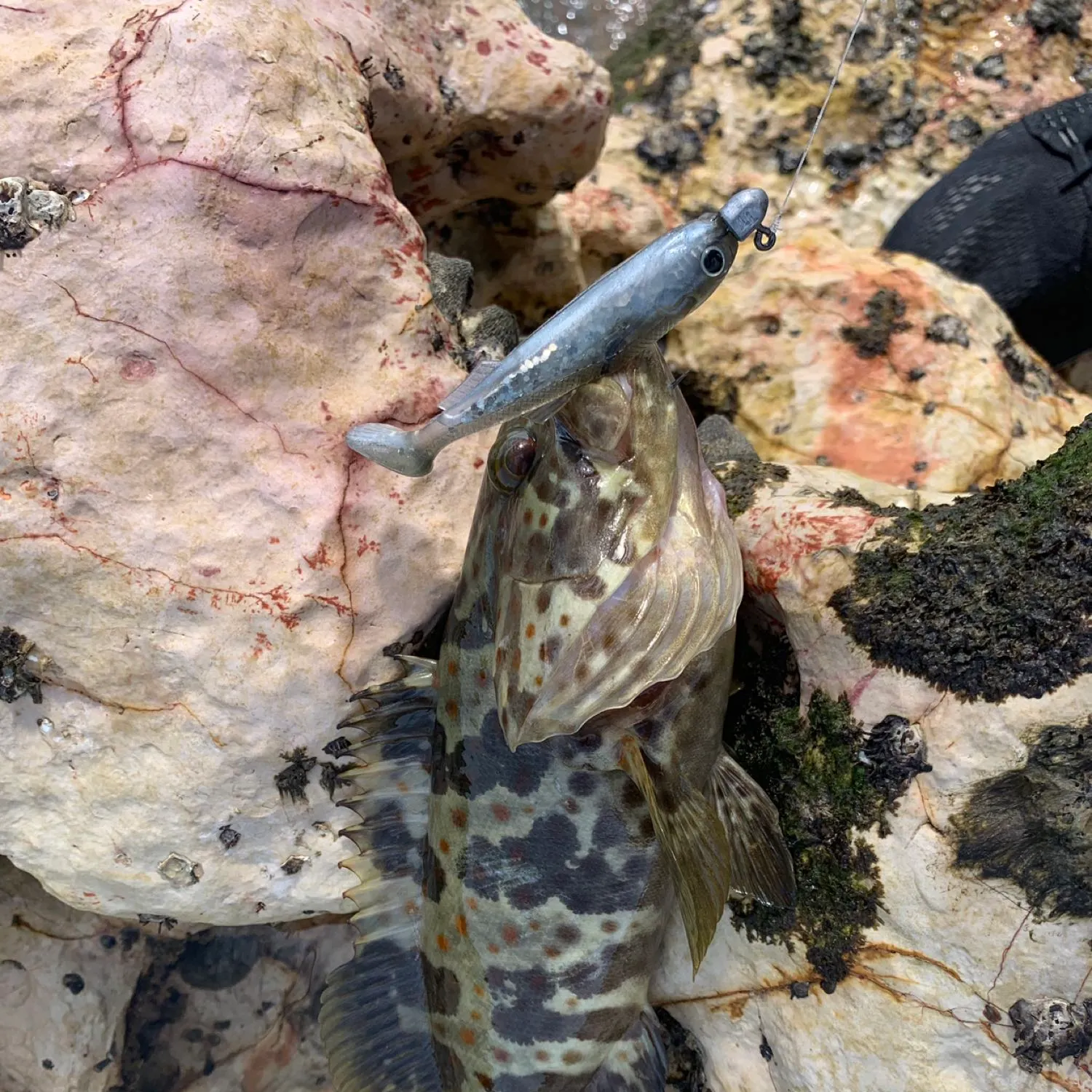 Malabar grouper caught on Fishbrain