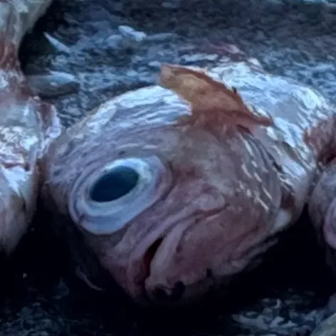 The most recent Atlantic ocean perch catches on Fishbrain