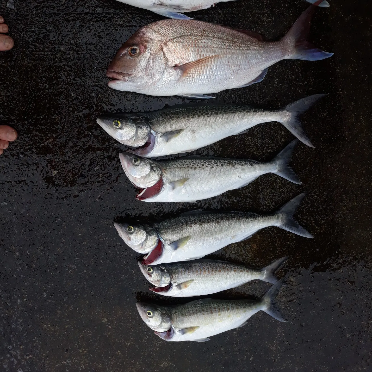 recently logged catches
