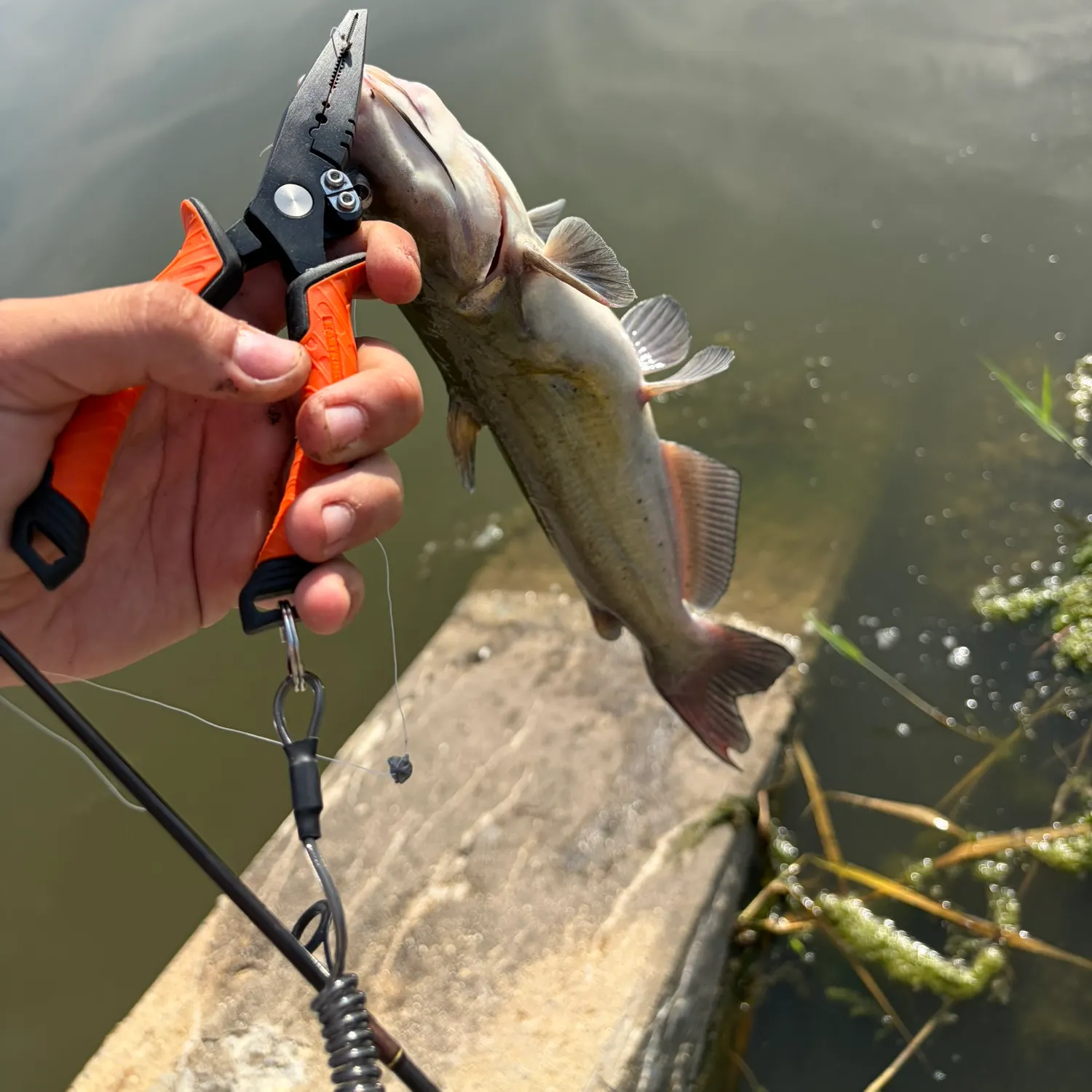 catch