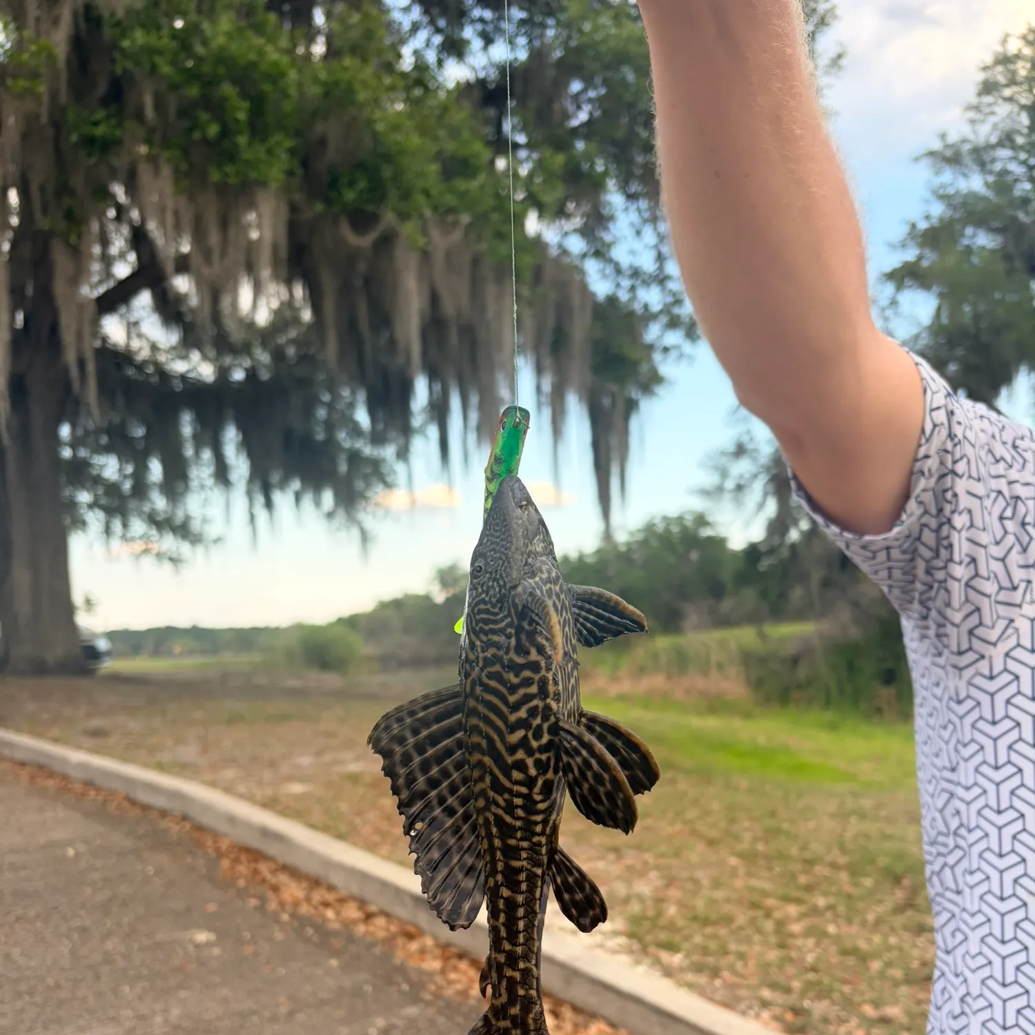 The most recent Suckermouth catfish catches on Fishbrain