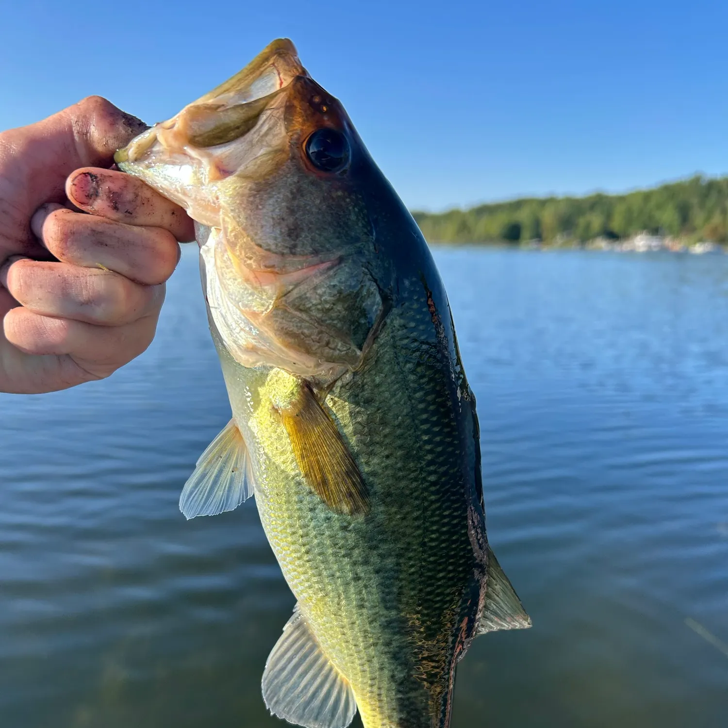 Largemouth bass caught on Fishbrain