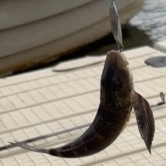 Blackwing searobin caught on Fishbrain