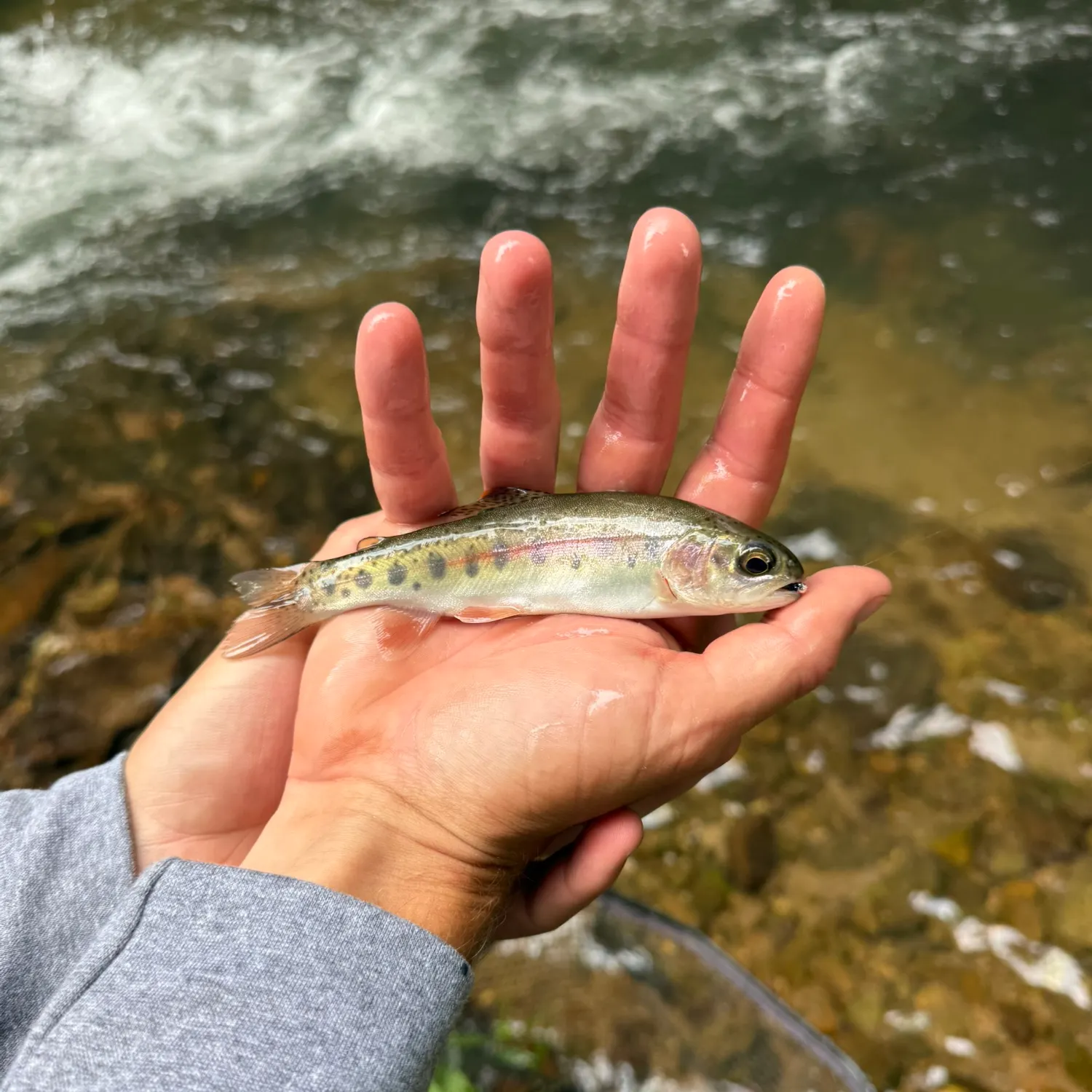 Rainbow trout caught on Fishbrain