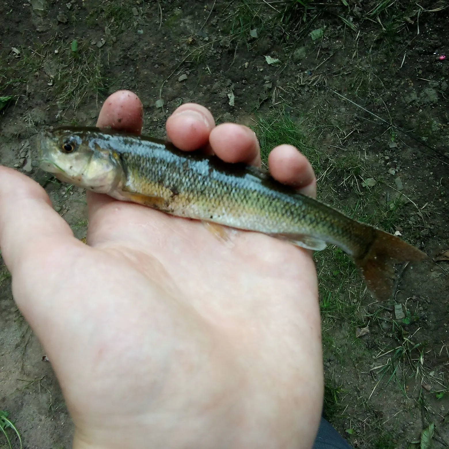 Hornyhead chub caught on Fishbrain