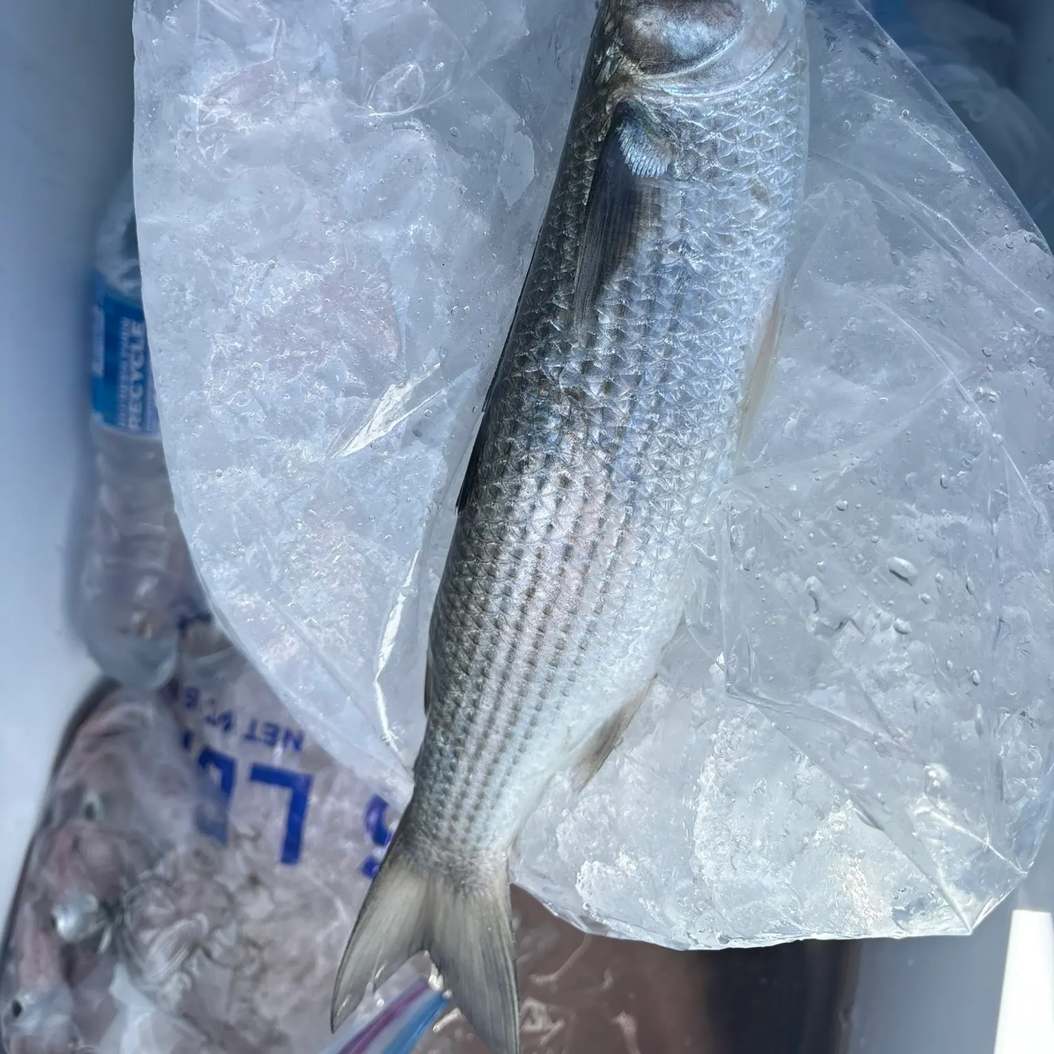 The most recent Silver mullet catches on Fishbrain