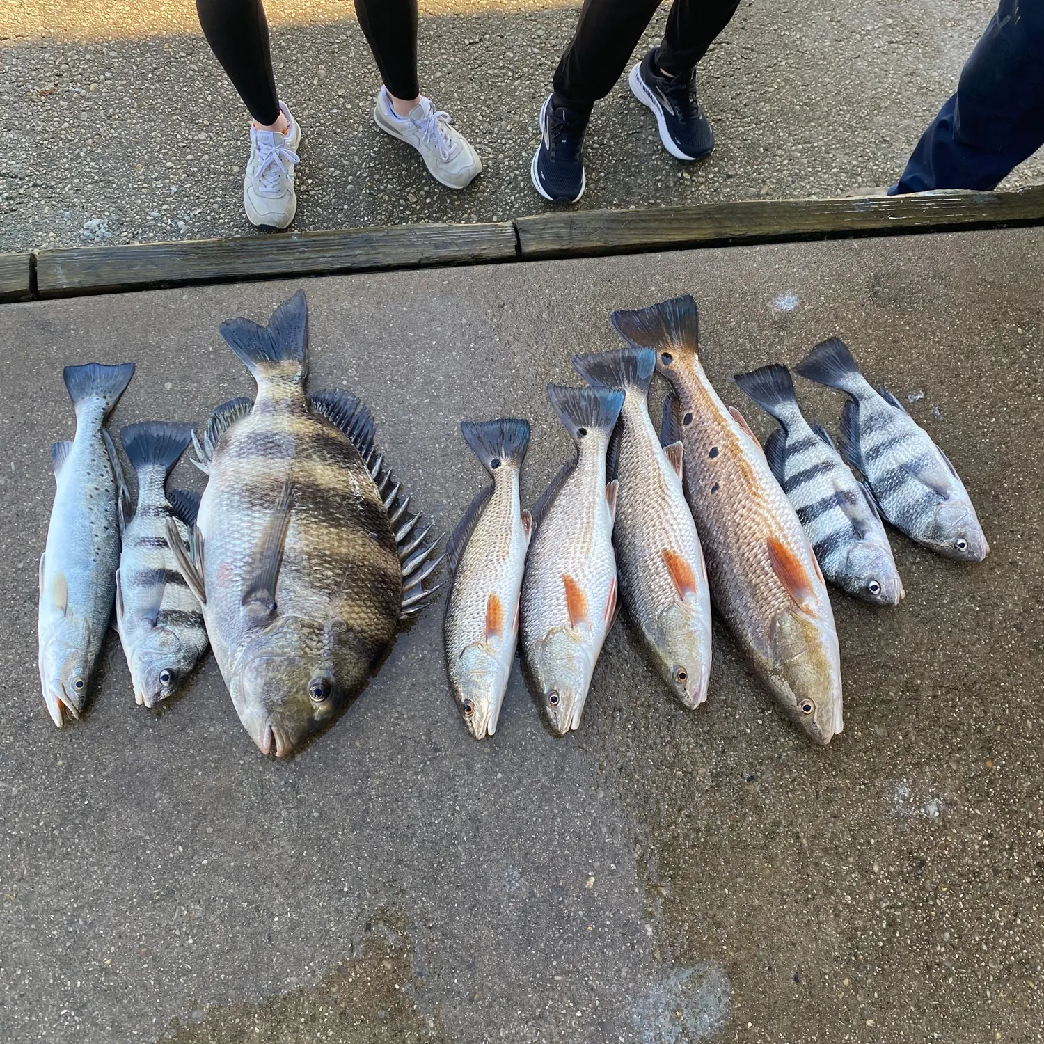 recently logged catches