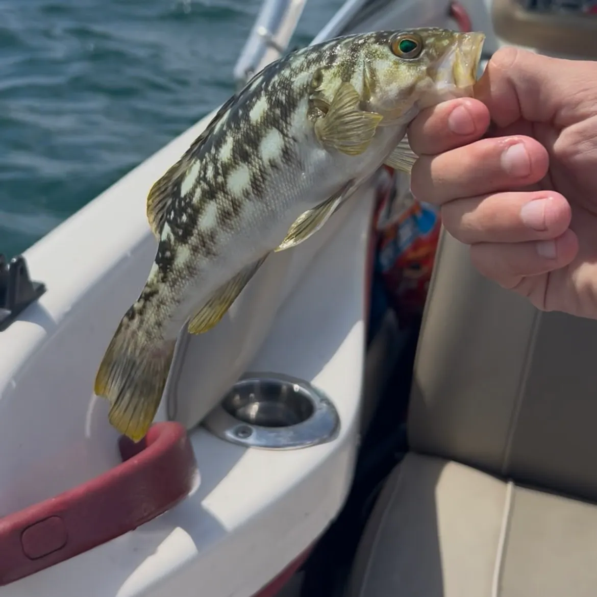 Kelp bass caught on Fishbrain
