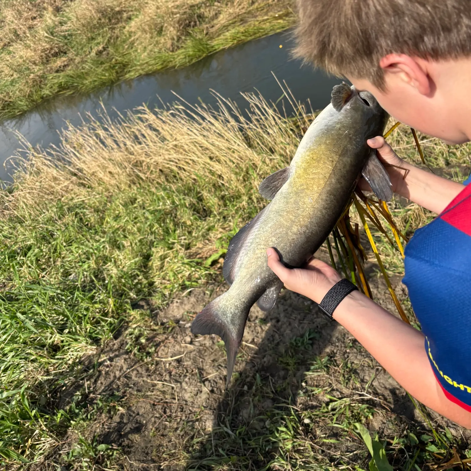 Channel catfish caught on Fishbrain