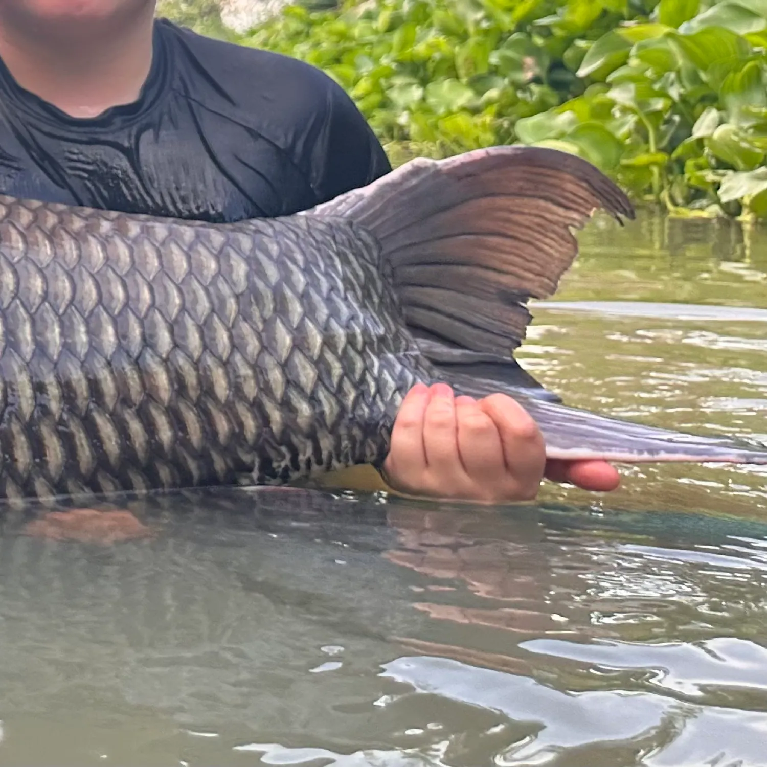 The most popular recent Siamese carp catch on Fishbrain