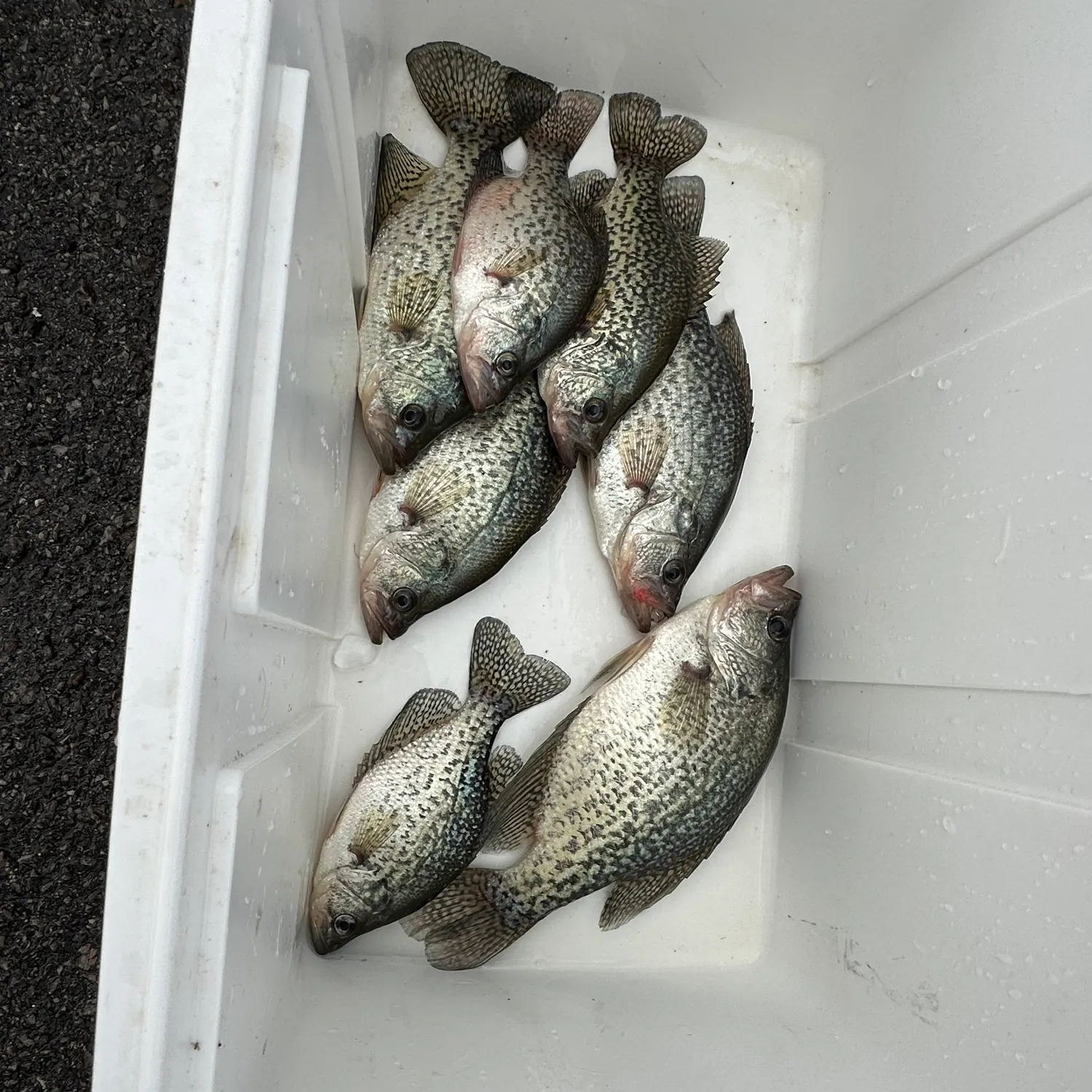 The most recent Black crappie catches on Fishbrain