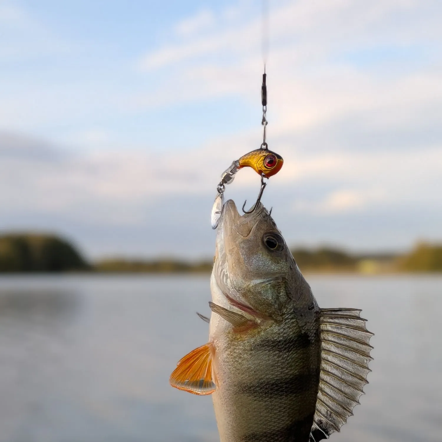 European perch caught on Fishbrain