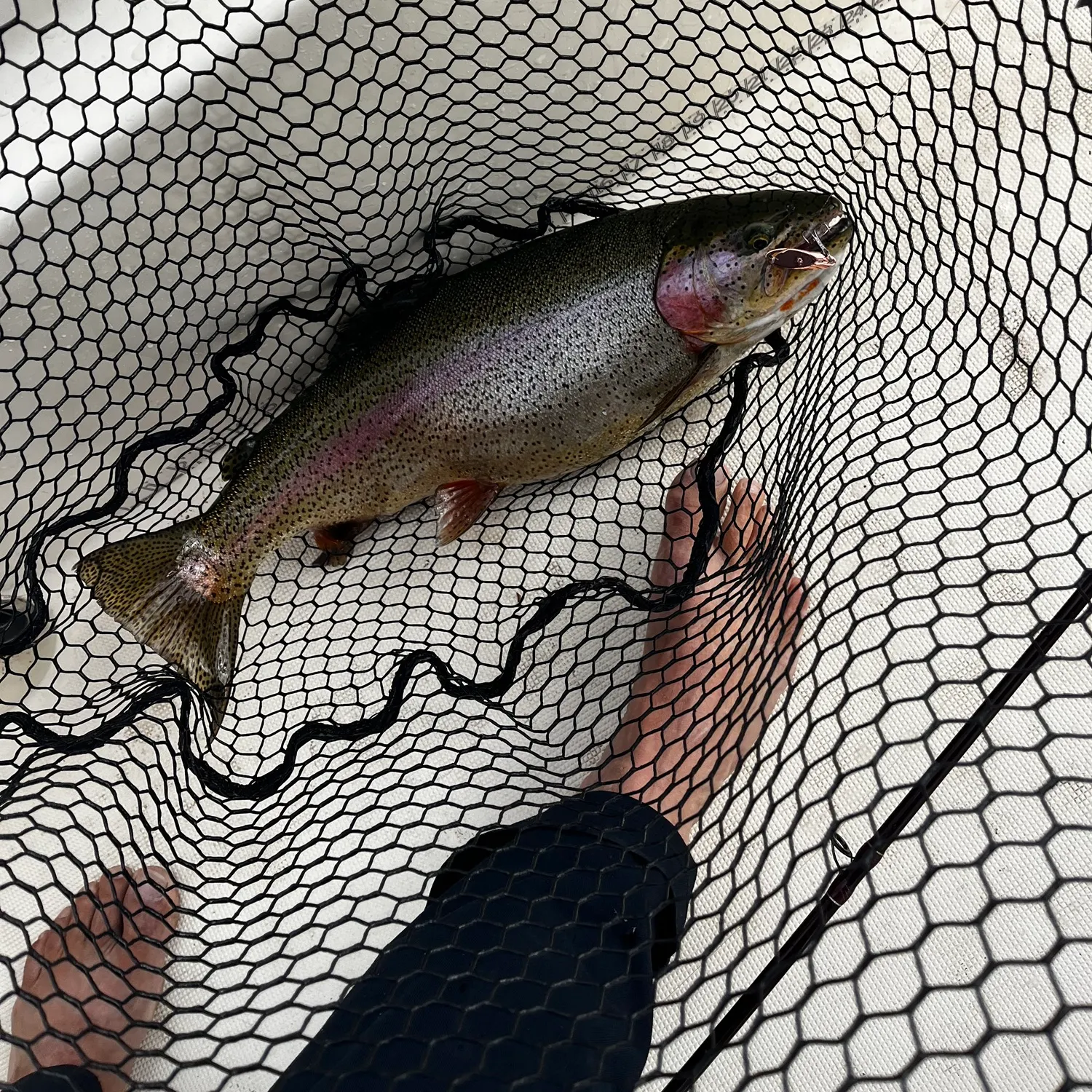 Rainbow trout caught on Fishbrain