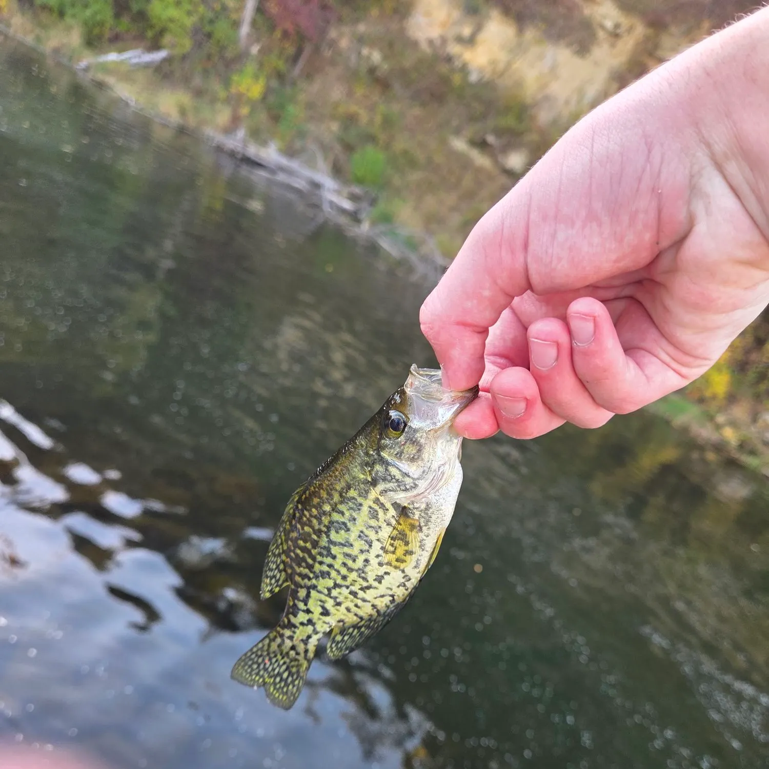 Black crappie caught on Fishbrain