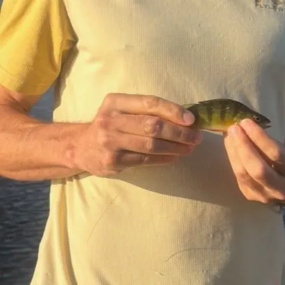 Yellow perch caught on Fishbrain