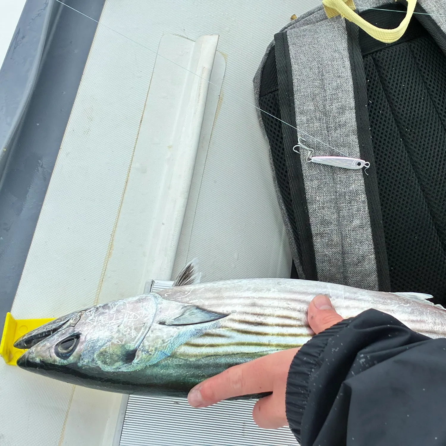 The most recent Australian bonito catches on Fishbrain