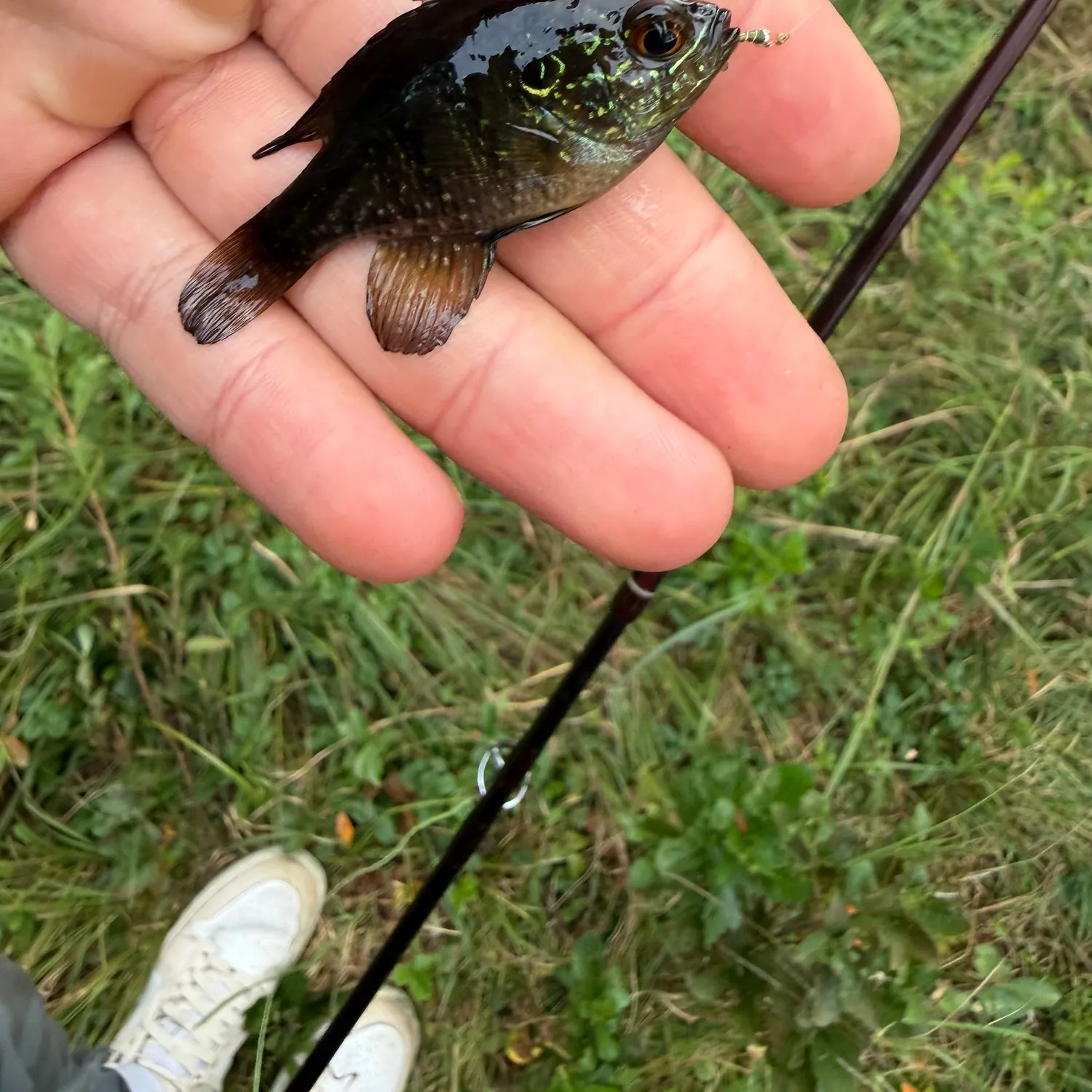 Banded sunfish caught on Fishbrain