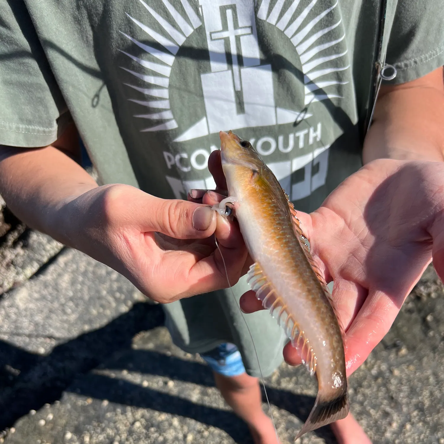 The most recent Señorita catches on Fishbrain