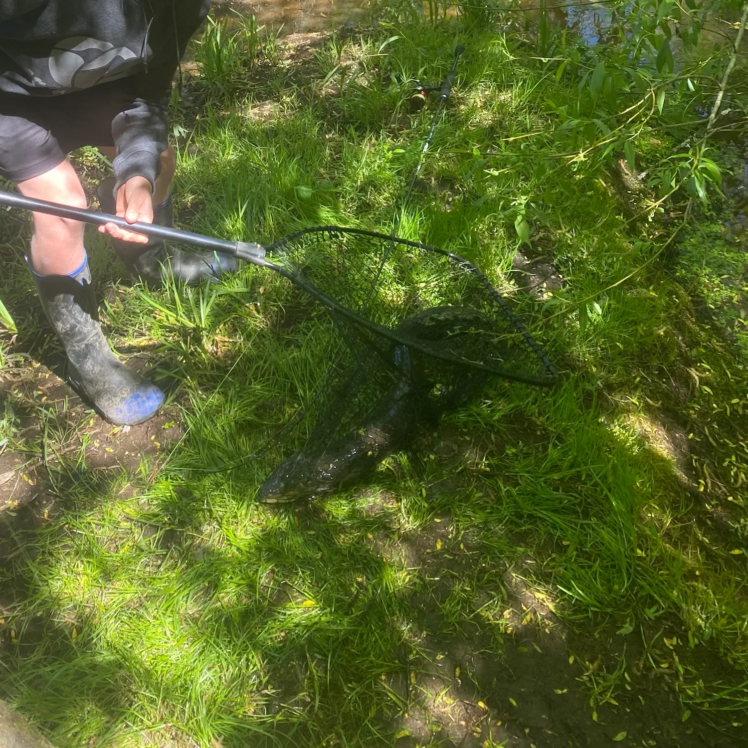 The most recent New Zealand longfin eel catches on Fishbrain