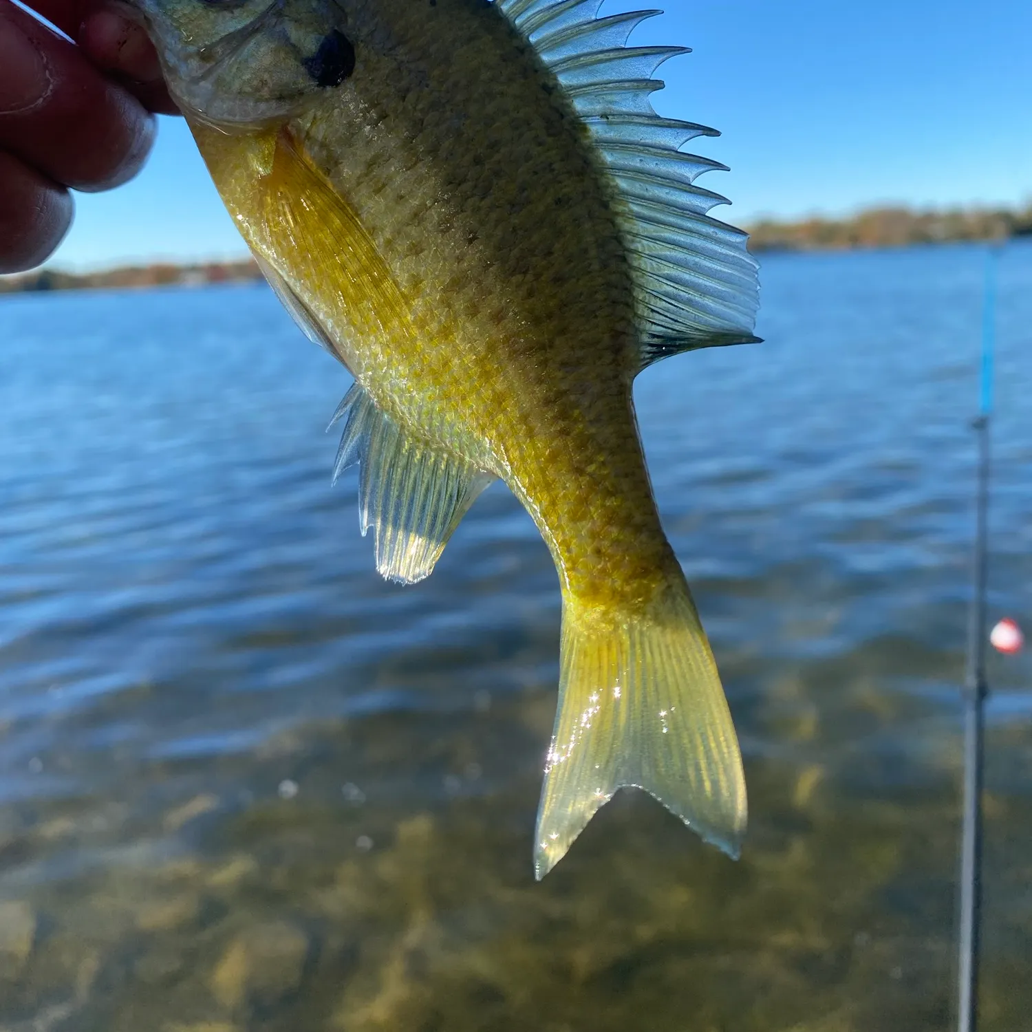 Bluegill caught on Fishbrain