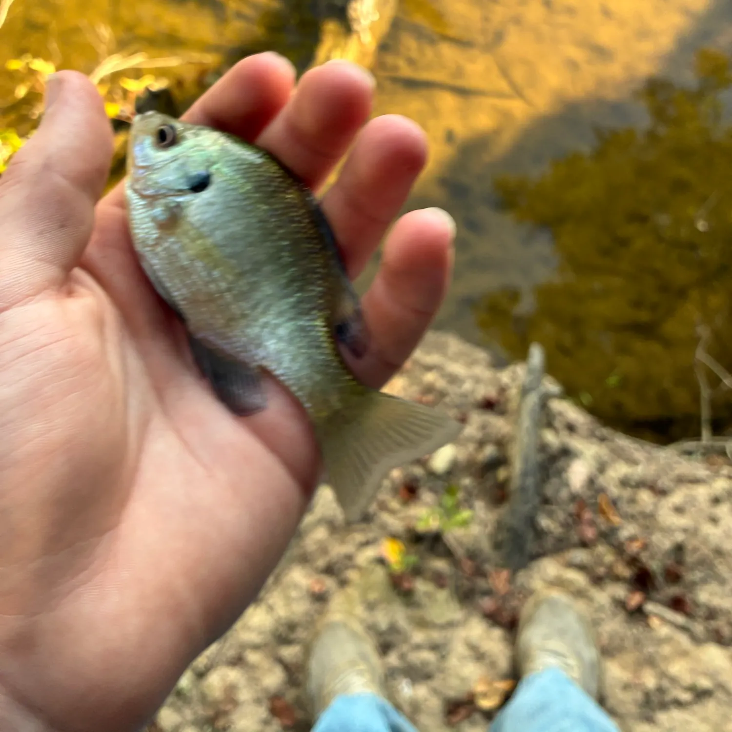 Bluegill caught on Fishbrain