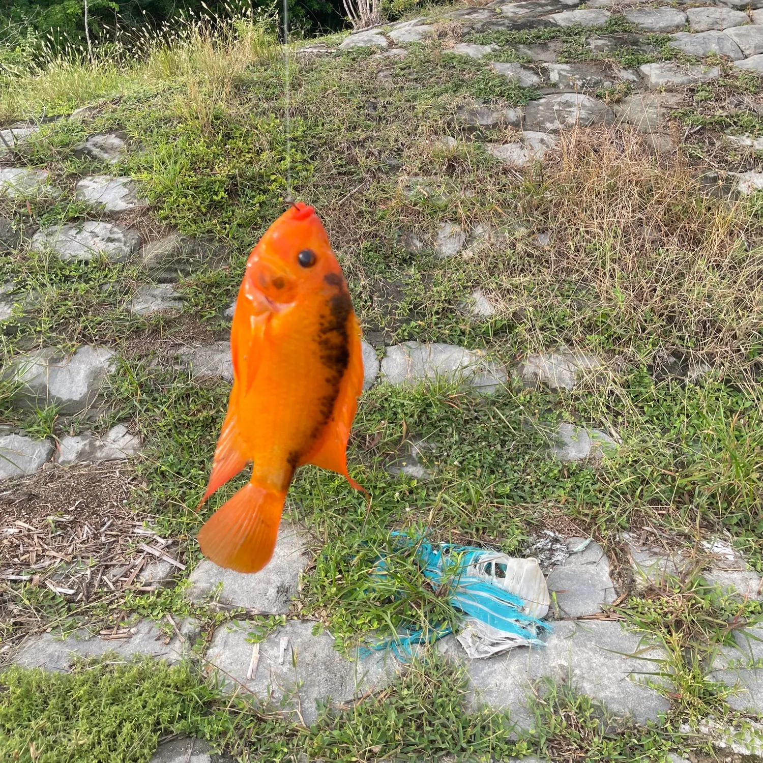 Midas cichlid caught on Fishbrain