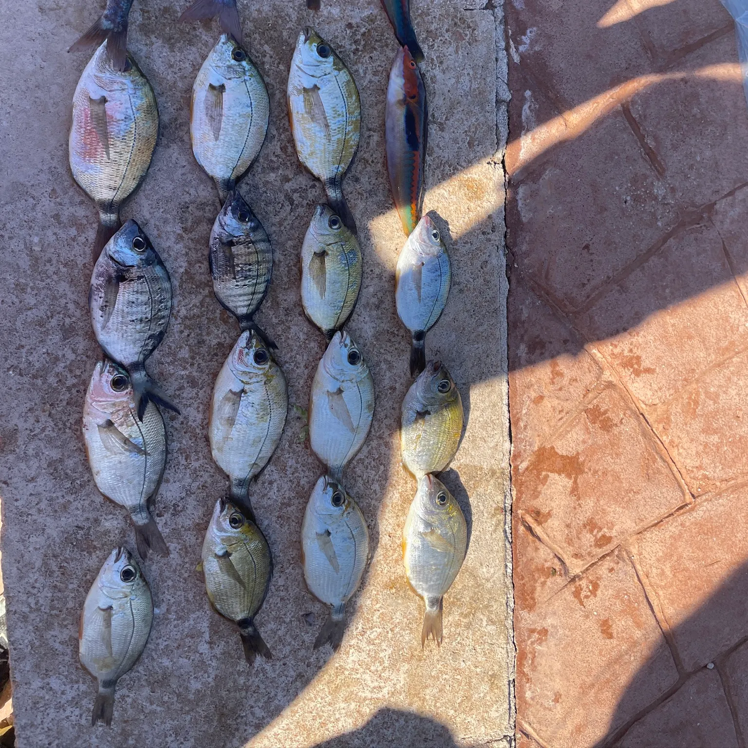 The most recent Annular seabream catches on Fishbrain