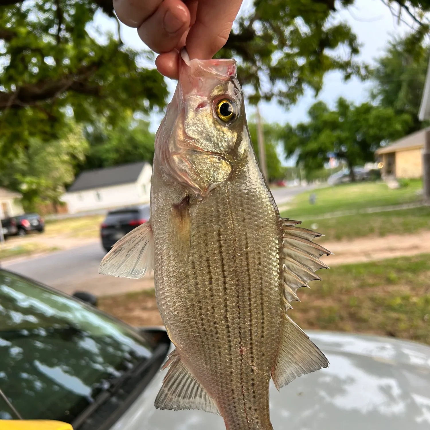 catch