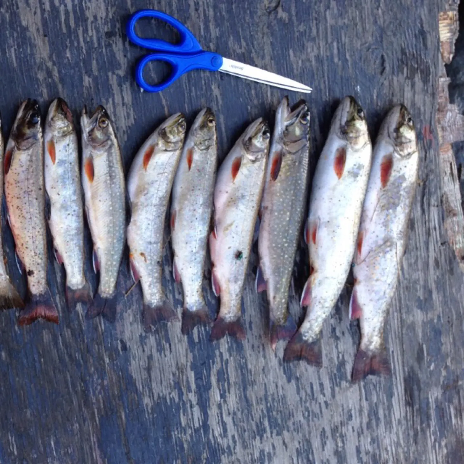 recently logged catches