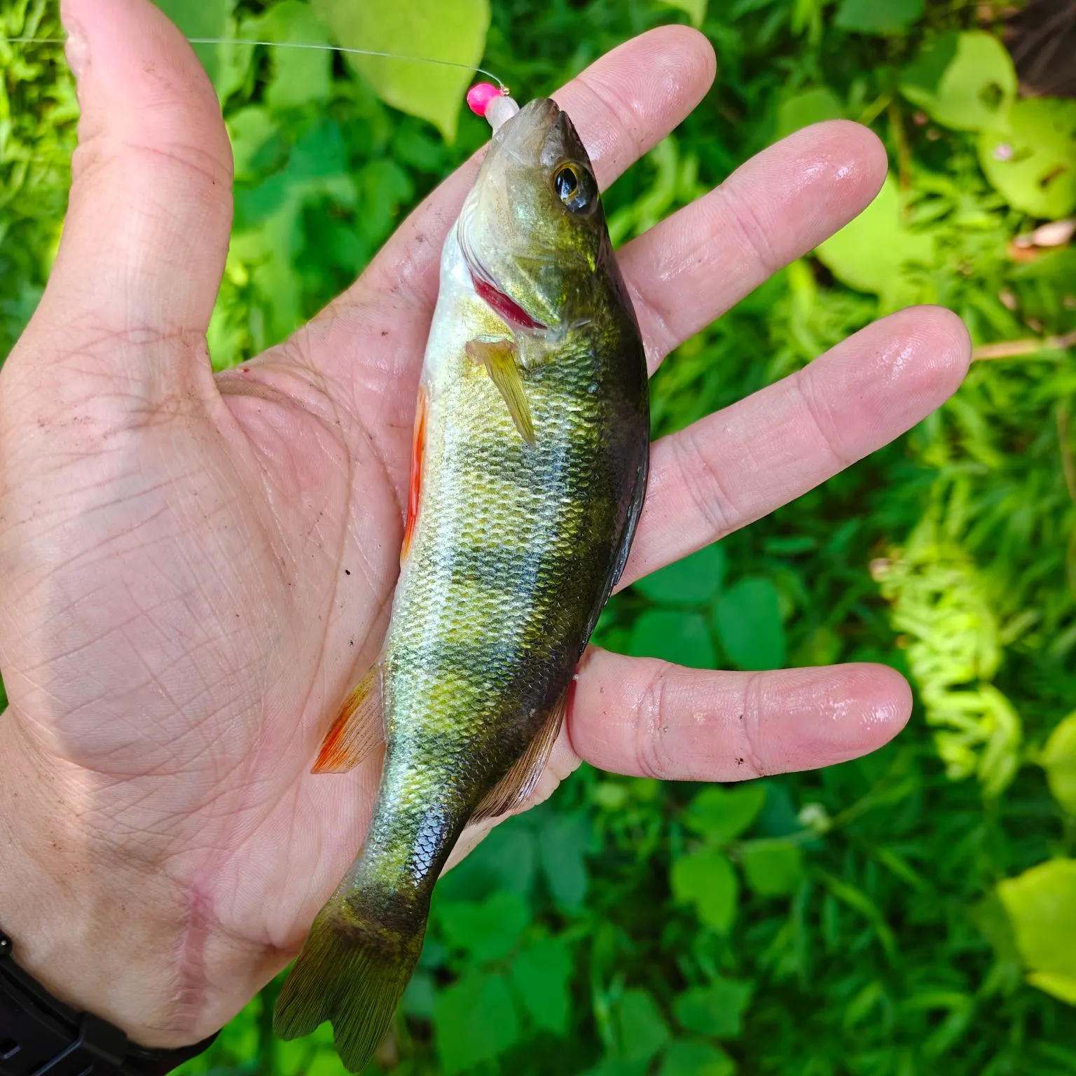 Yellow perch caught on Fishbrain