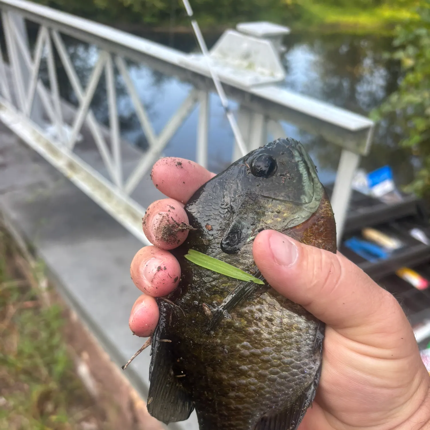 Bluegill caught on Fishbrain