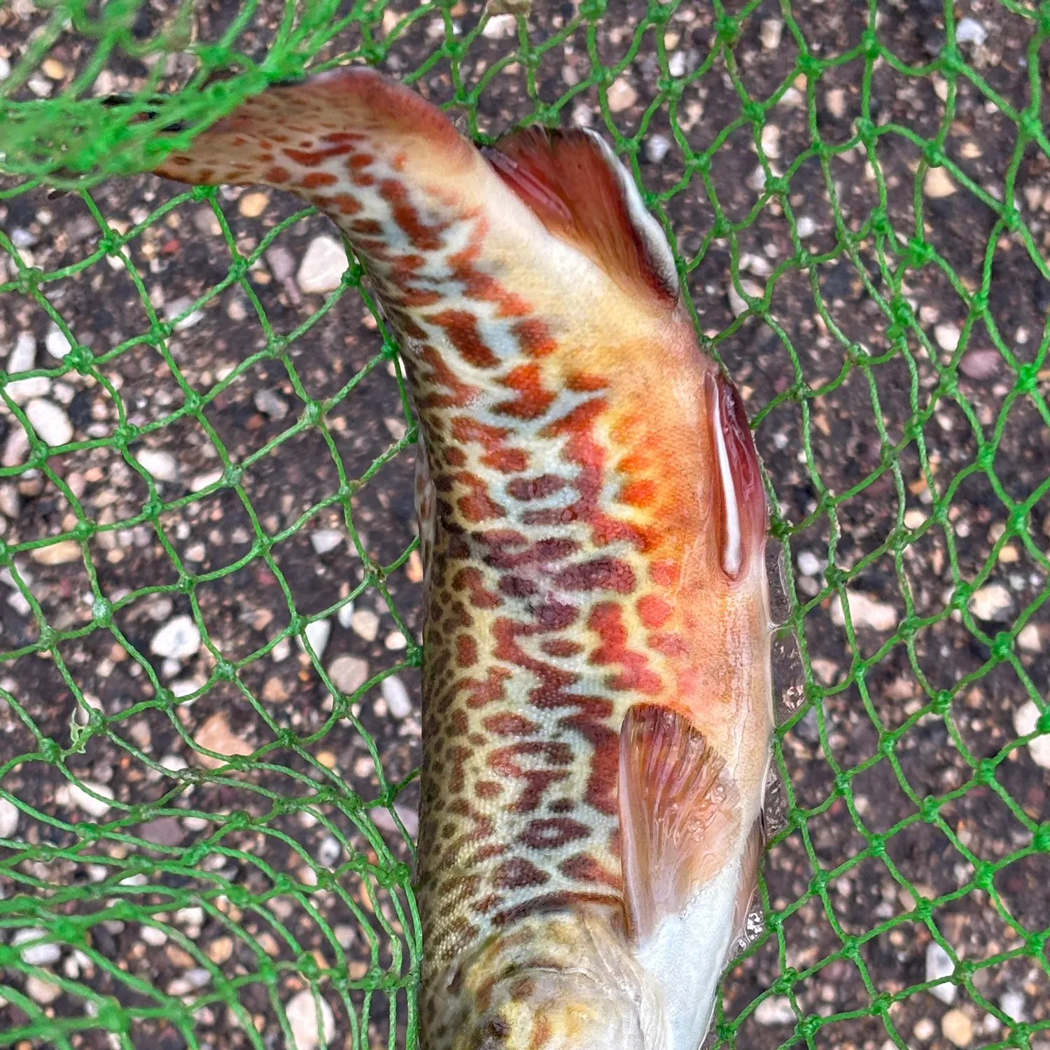 Tiger trout caught on Fishbrain