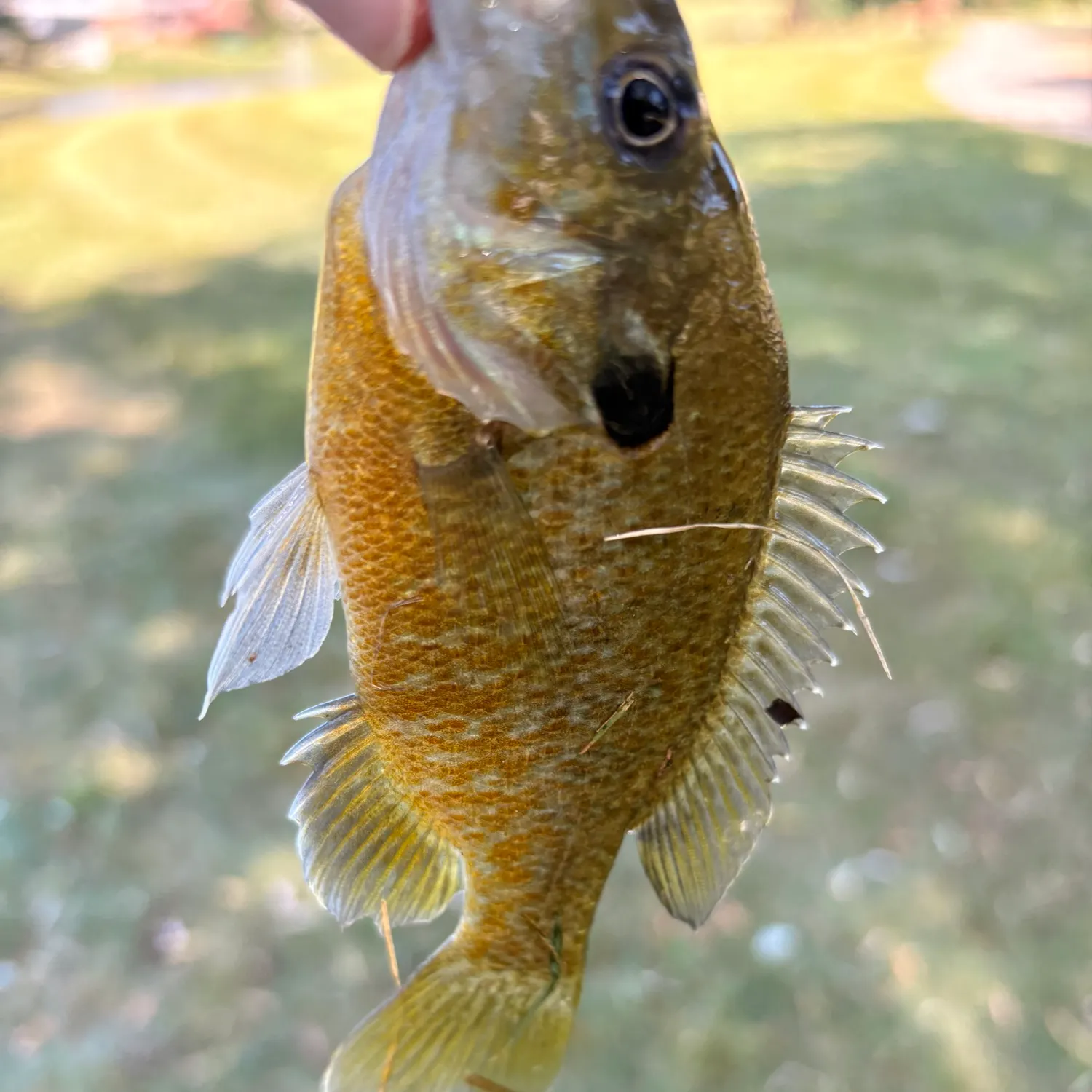 Bluegill caught on Fishbrain